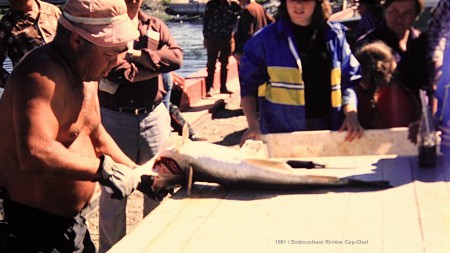Du temps qu'il y avait encore de la morue